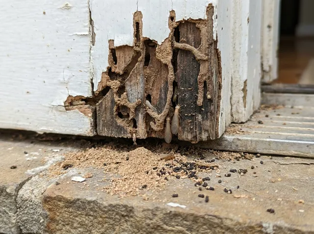 Termite-damaged wooden door frame with hollowed galleries